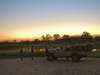 Plains Camp - Game Drive